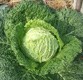 椰菜