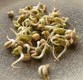 豆芽
